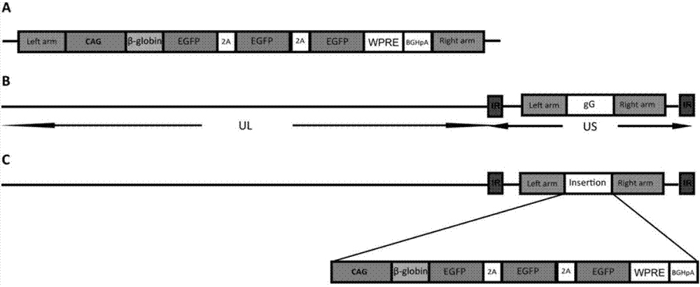 Preparation method of recombinant pseudorabies virus for expressing reverse neural circuit tracing of green fluorescin with high sensitivity, and application