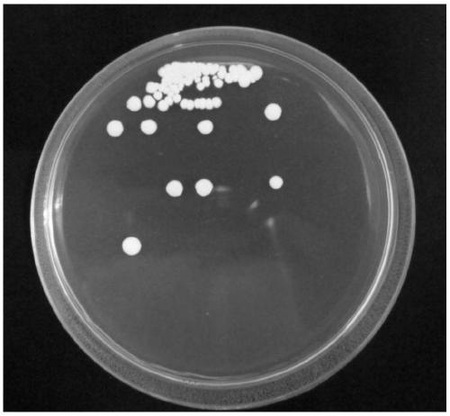 Streptomycete for producing volatile antibacterial substances and application thereof