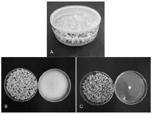 Streptomycete for producing volatile antibacterial substances and application thereof