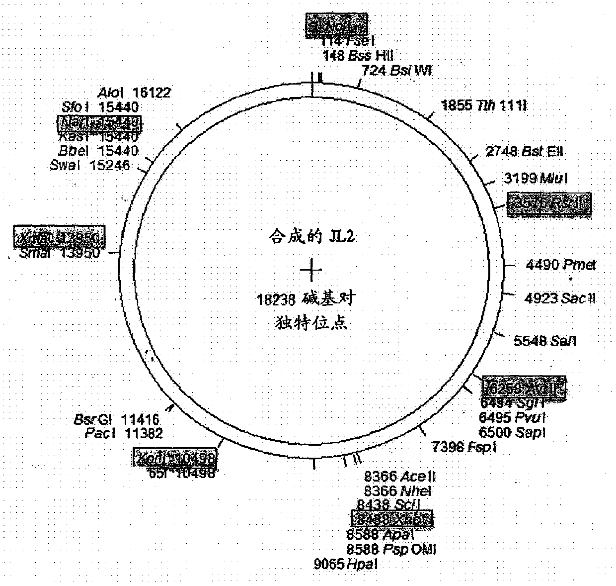 Recombinant mumps virus jeryl lynn 2 based vaccine