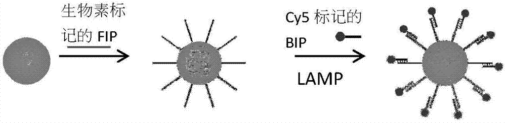 Digital miRNA analysis method for loop-mediated isothermal amplification in emulsion