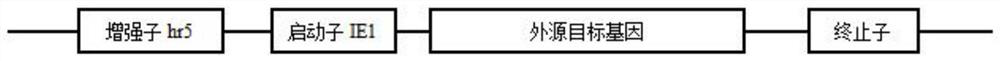 Expression plasmid of macrobrachium rosenbergii exogenous gene and efficient transcription expression method thereof