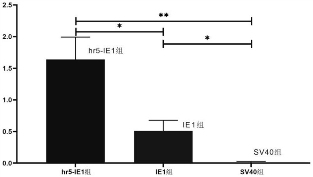 Expression plasmid of macrobrachium rosenbergii exogenous gene and efficient transcription expression method thereof