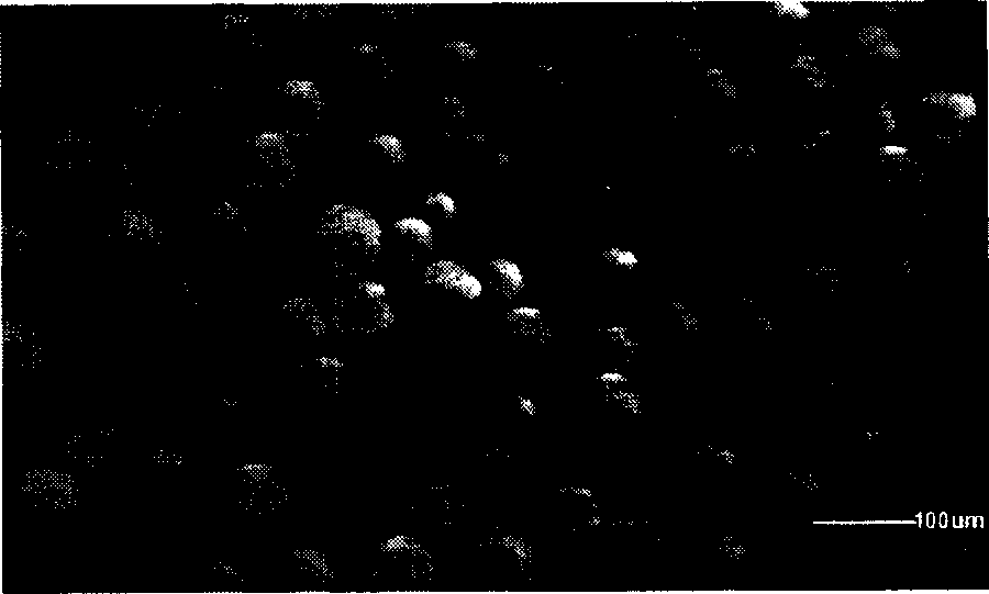 Process for producing chloromycetin molecular engram polymer microsphere