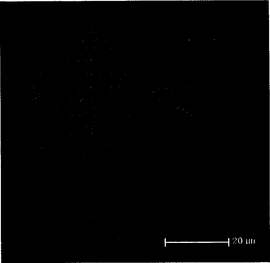 Process for producing chloromycetin molecular engram polymer microsphere