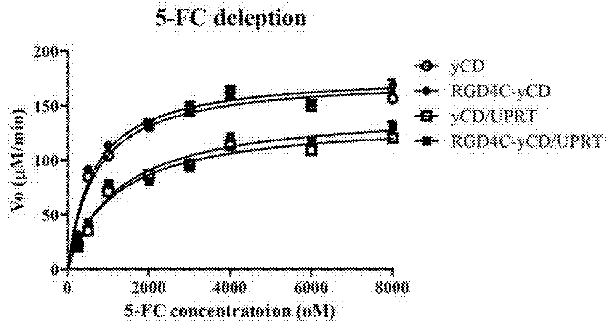 Targeted prodrug enzyme fusion carrier and application thereof