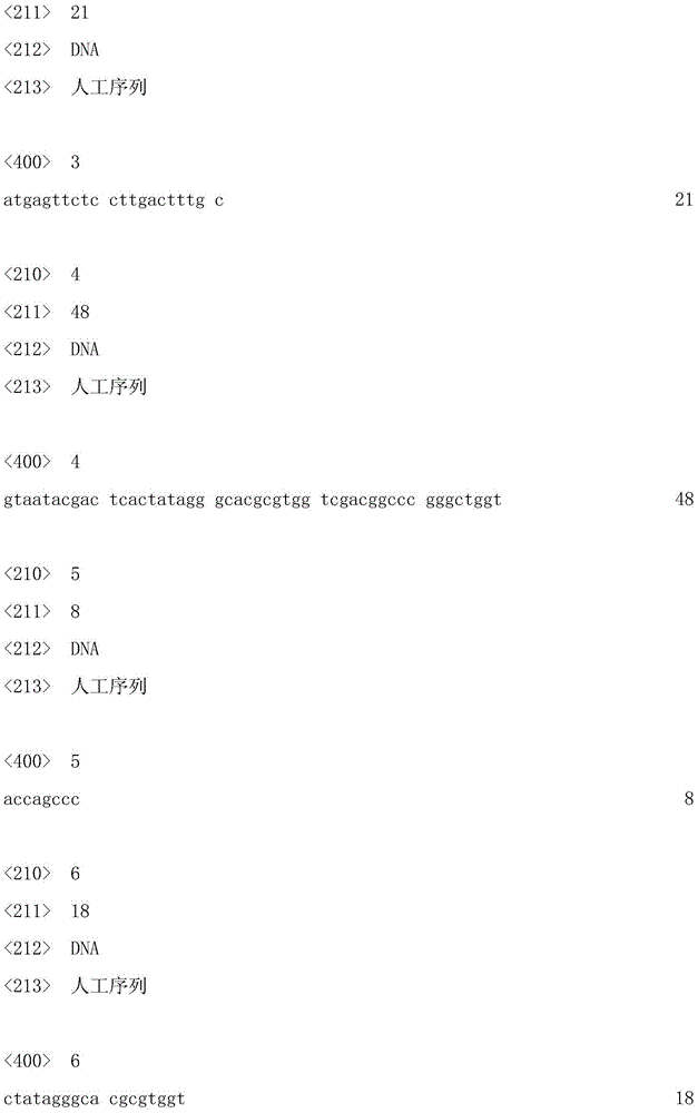 Red cone ssr1 marker, primer pair, preparation method and application thereof