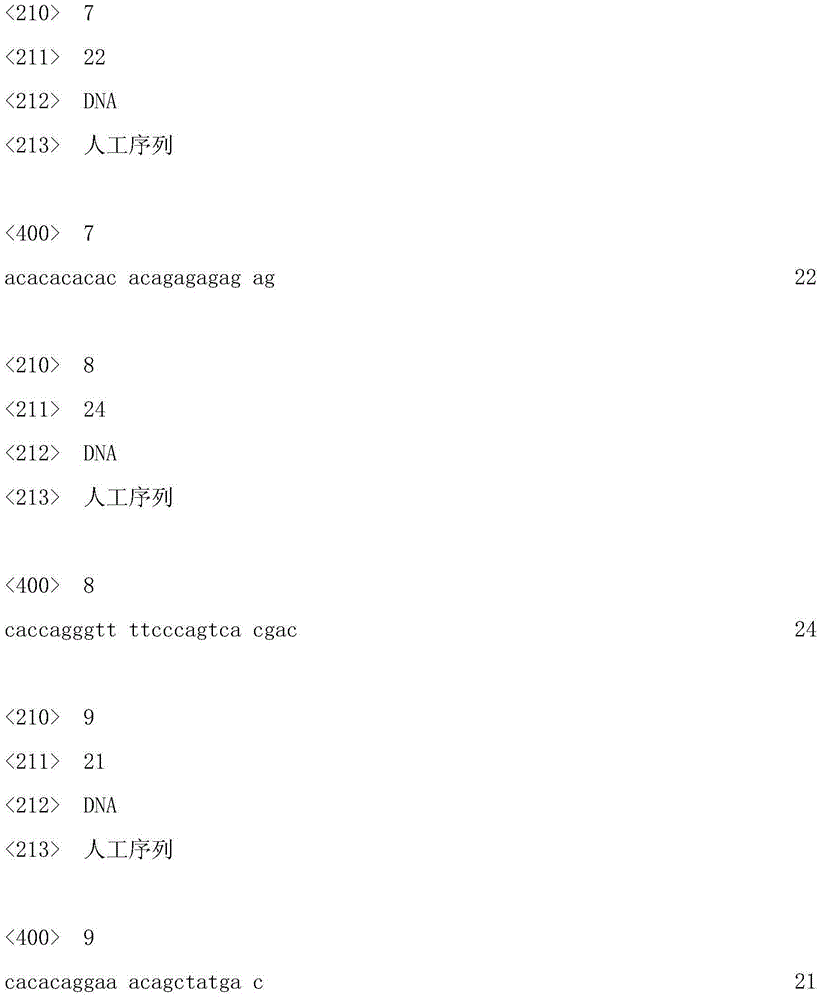 Red cone ssr1 marker, primer pair, preparation method and application thereof