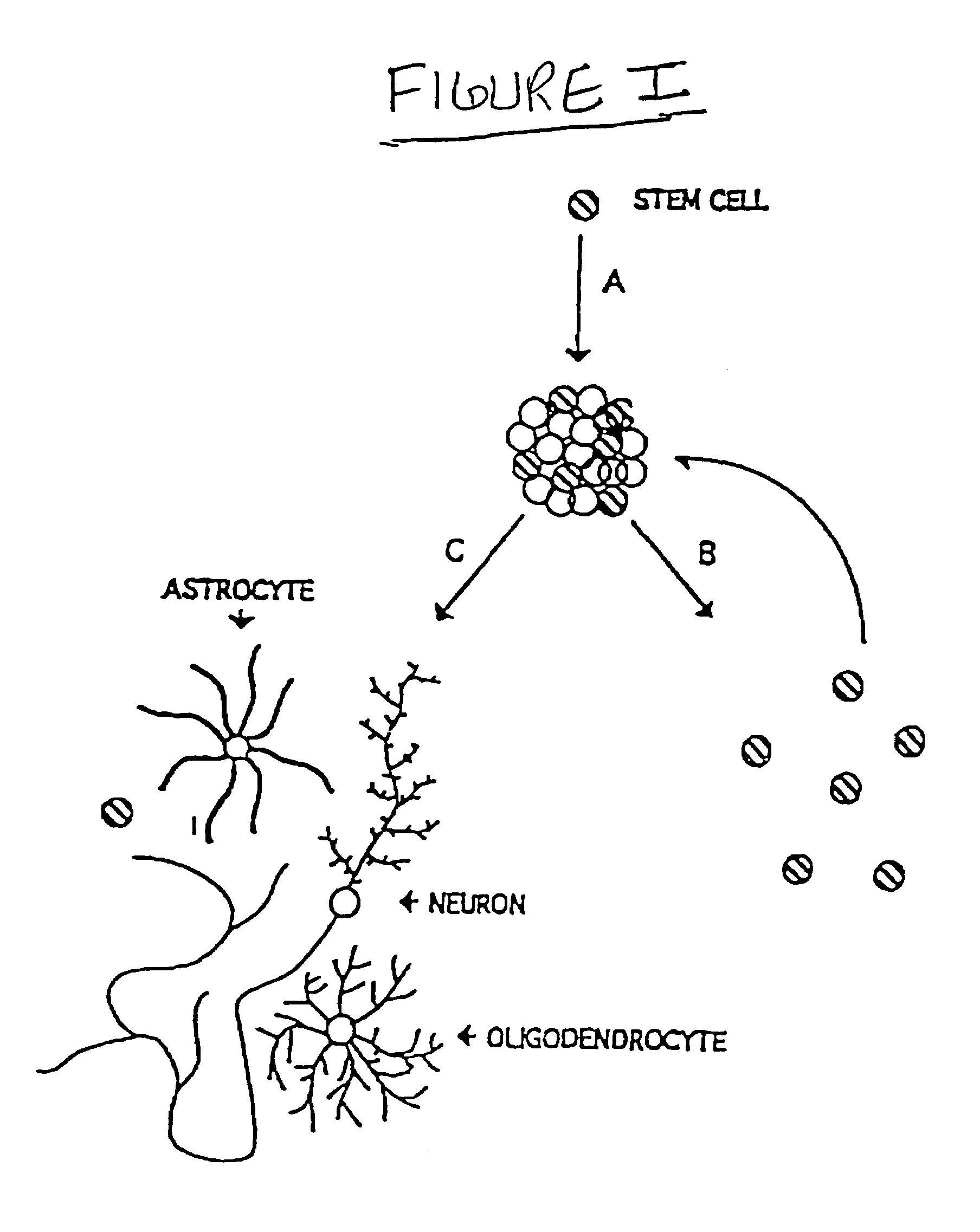 Remyelination of neurons using multipotent neural stem cell progeny