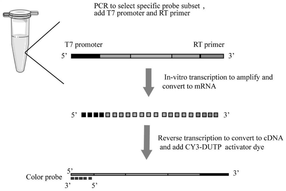 Method for rapidly detecting African swine fever virus by using fluorescence in-situ detection technology