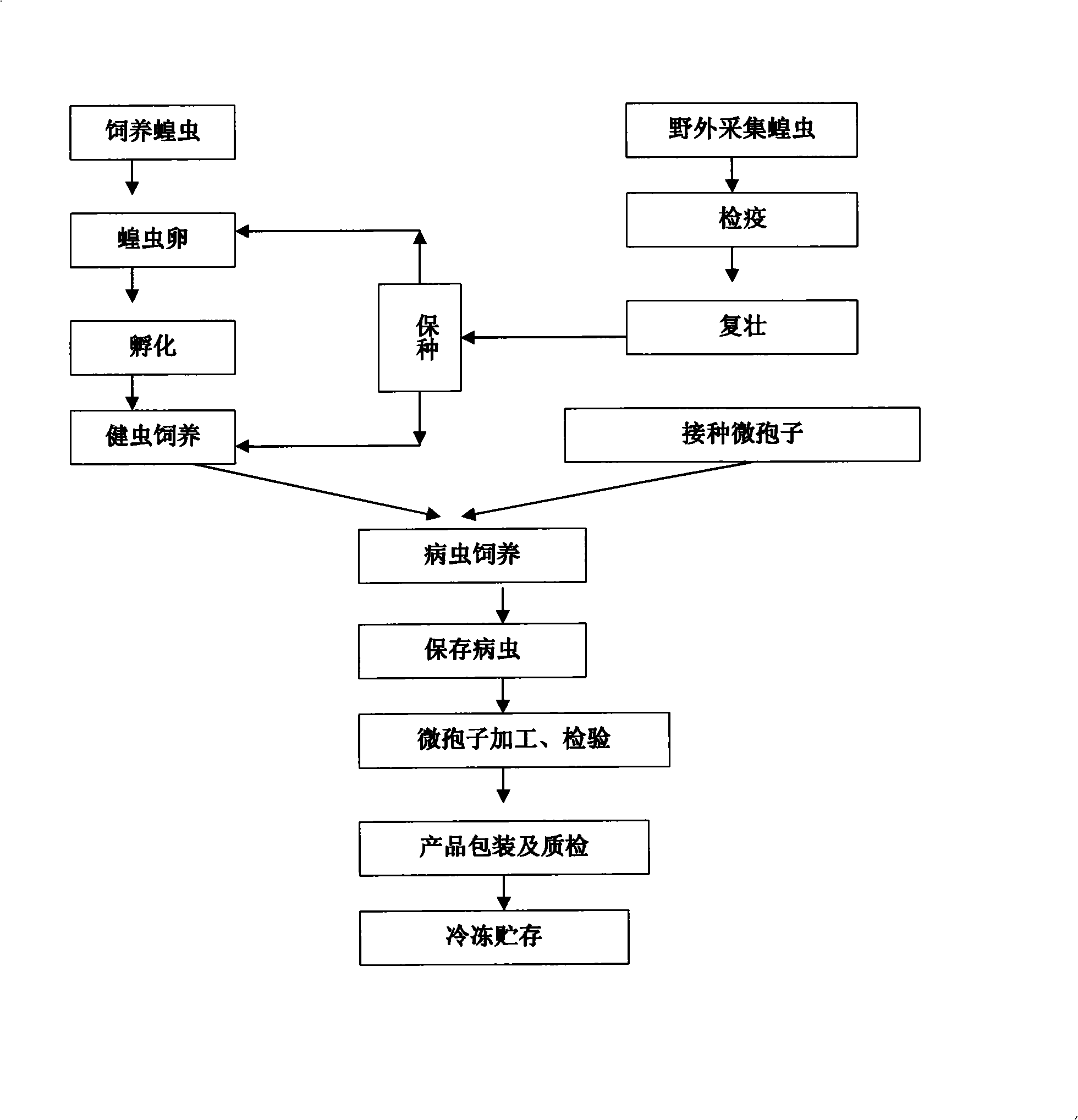 Microspore preparation and its production technique