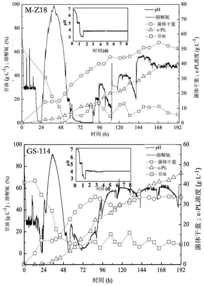 Streptomyces albidoflavus and application thereof in production of epsilon-polylysine