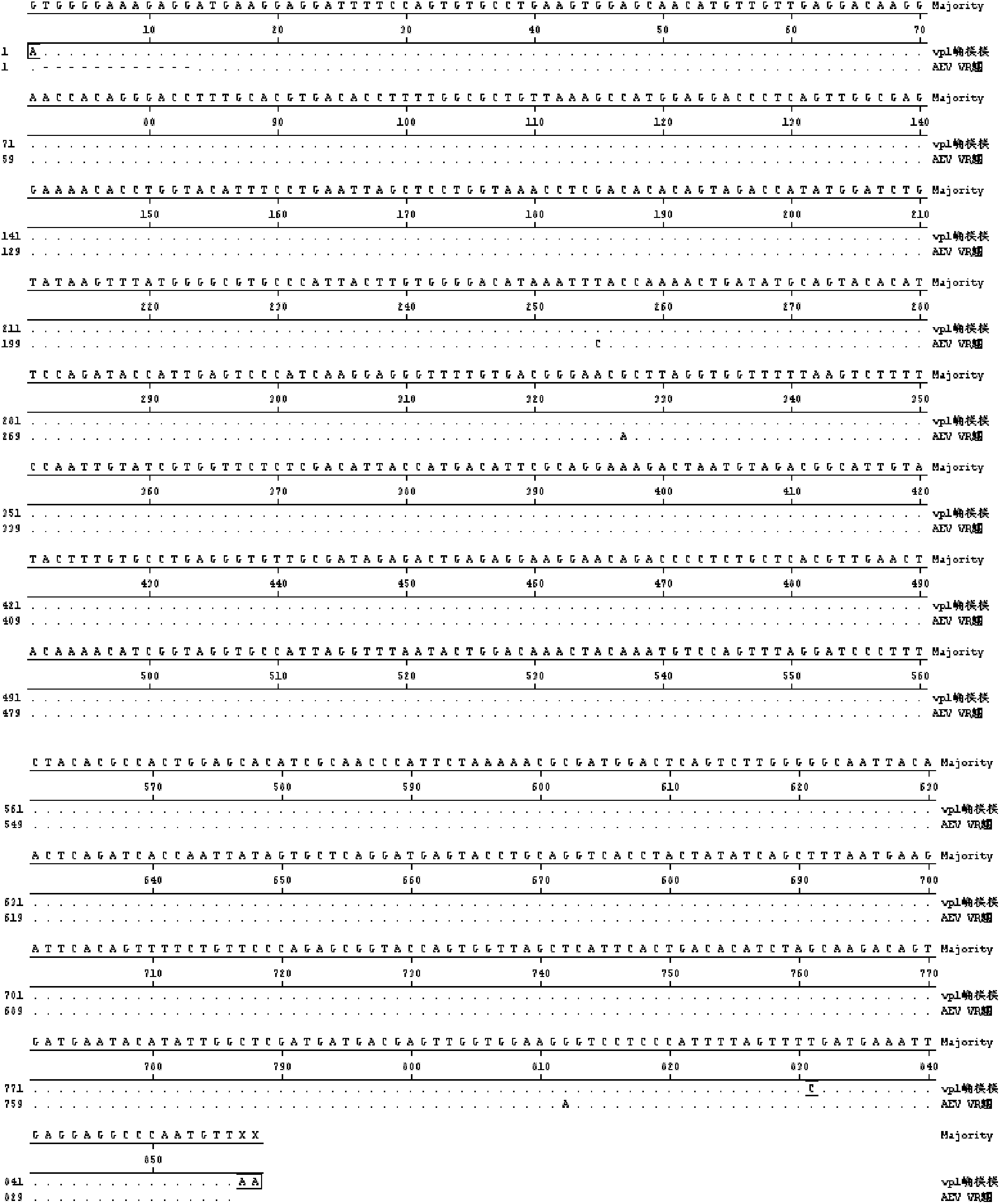 Construction of recombinant bacteria expressing avian encephalomyelitis virus VP1 protein