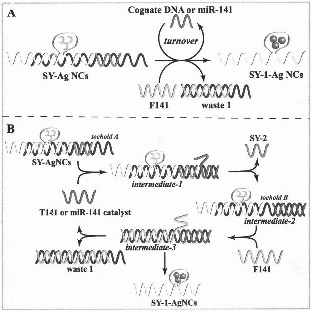 Multiple microRNA detection method of silver nano-cluster based on entropy-driven amplification system as template