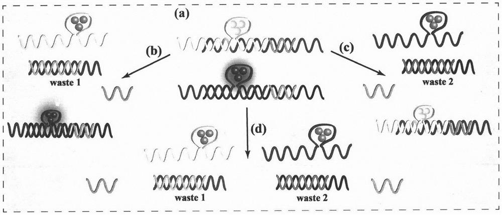 Multiple microRNA detection method of silver nano-cluster based on entropy-driven amplification system as template