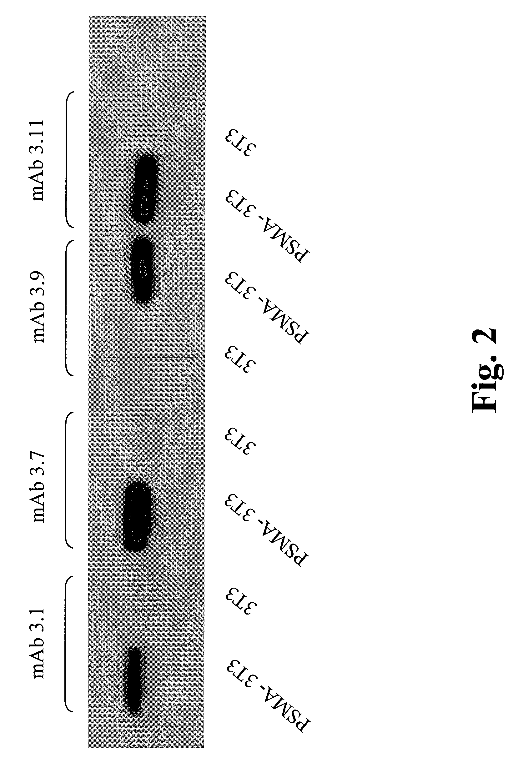 Compositions of PSMA antibodies