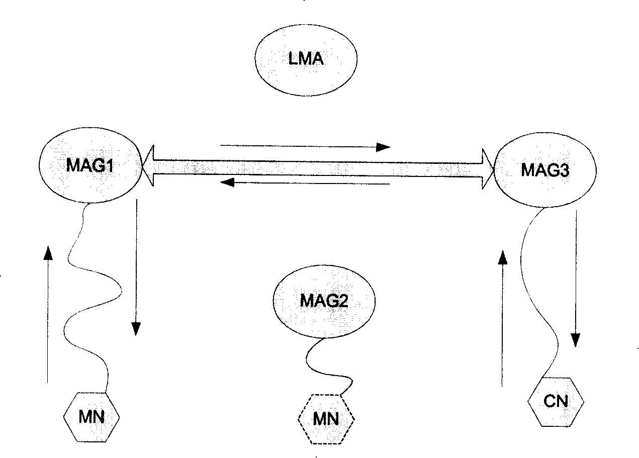 Routing optimization based switch method in local mobile administrative domain