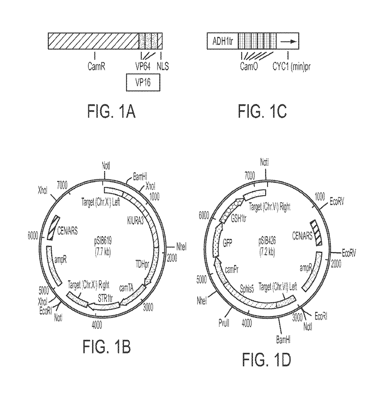 Regulated switch for gene expression