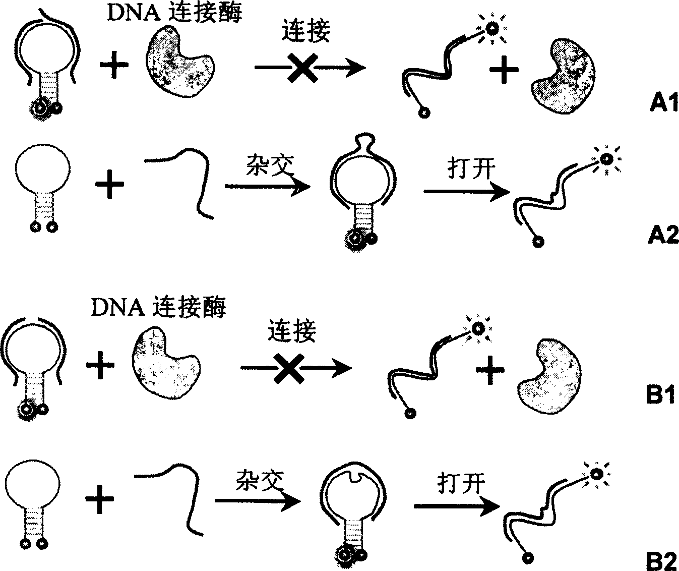 Real time method for detecting nucleic acid ligase reaction and nucleic acid ligase chain reaction