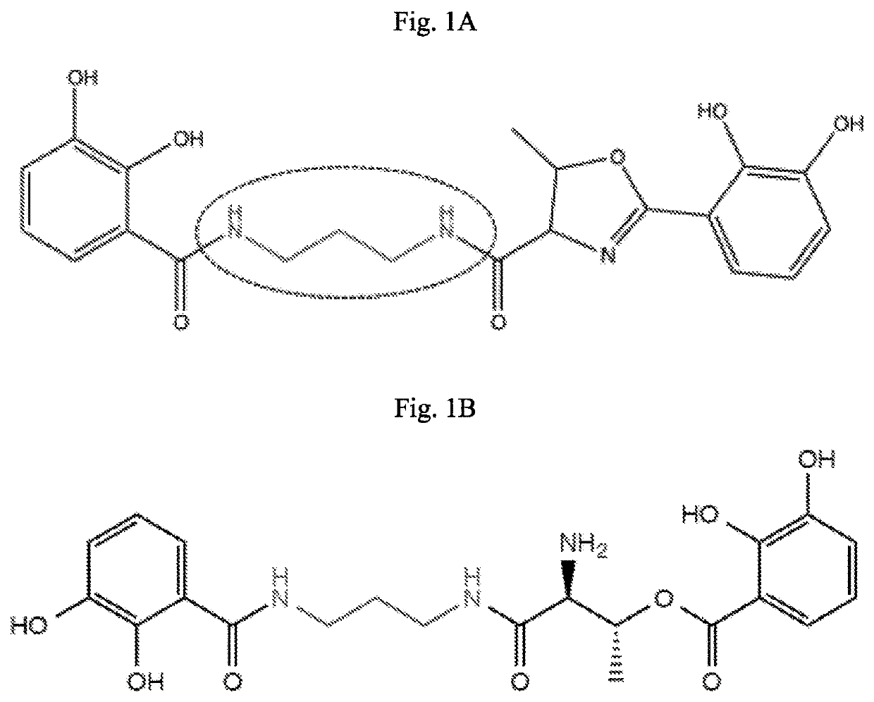 Compressed pathways for nonribosomal molecular biosynthesis