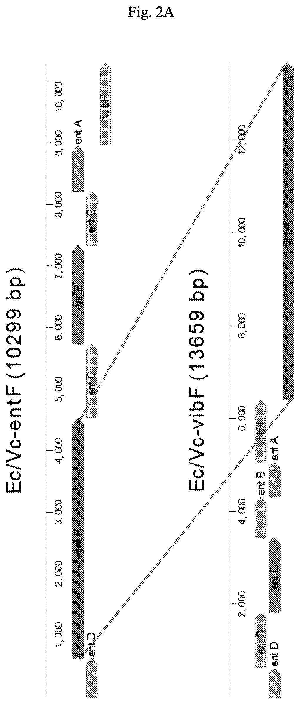 Compressed pathways for nonribosomal molecular biosynthesis