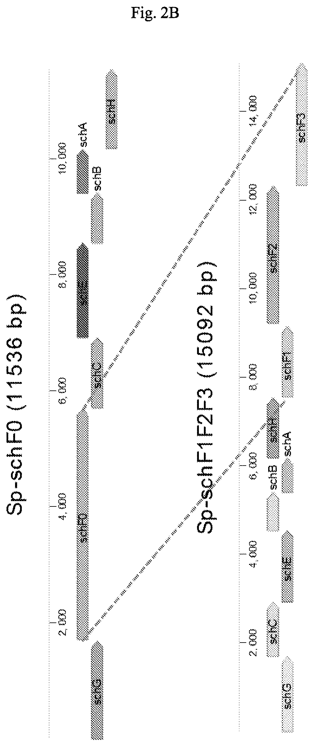 Compressed pathways for nonribosomal molecular biosynthesis