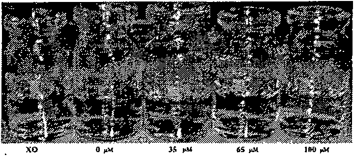 Method for rapidly testing cysteine in water solution