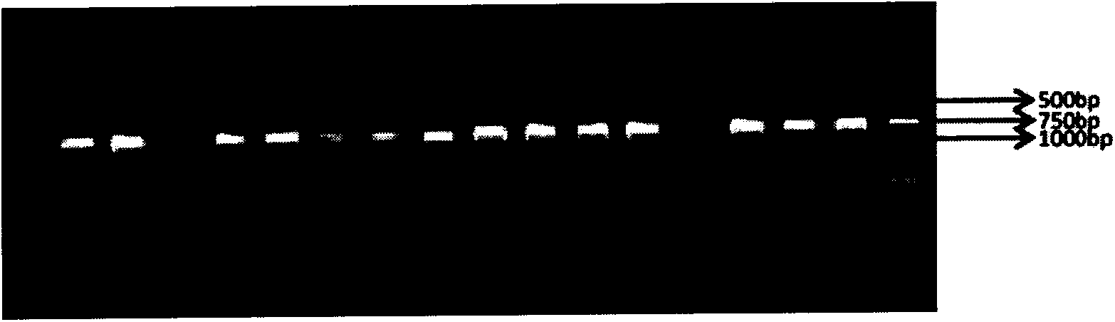 Method for identifying DNA barcodes of three gentiana macrophylla medicinal materials in pharmacopeia