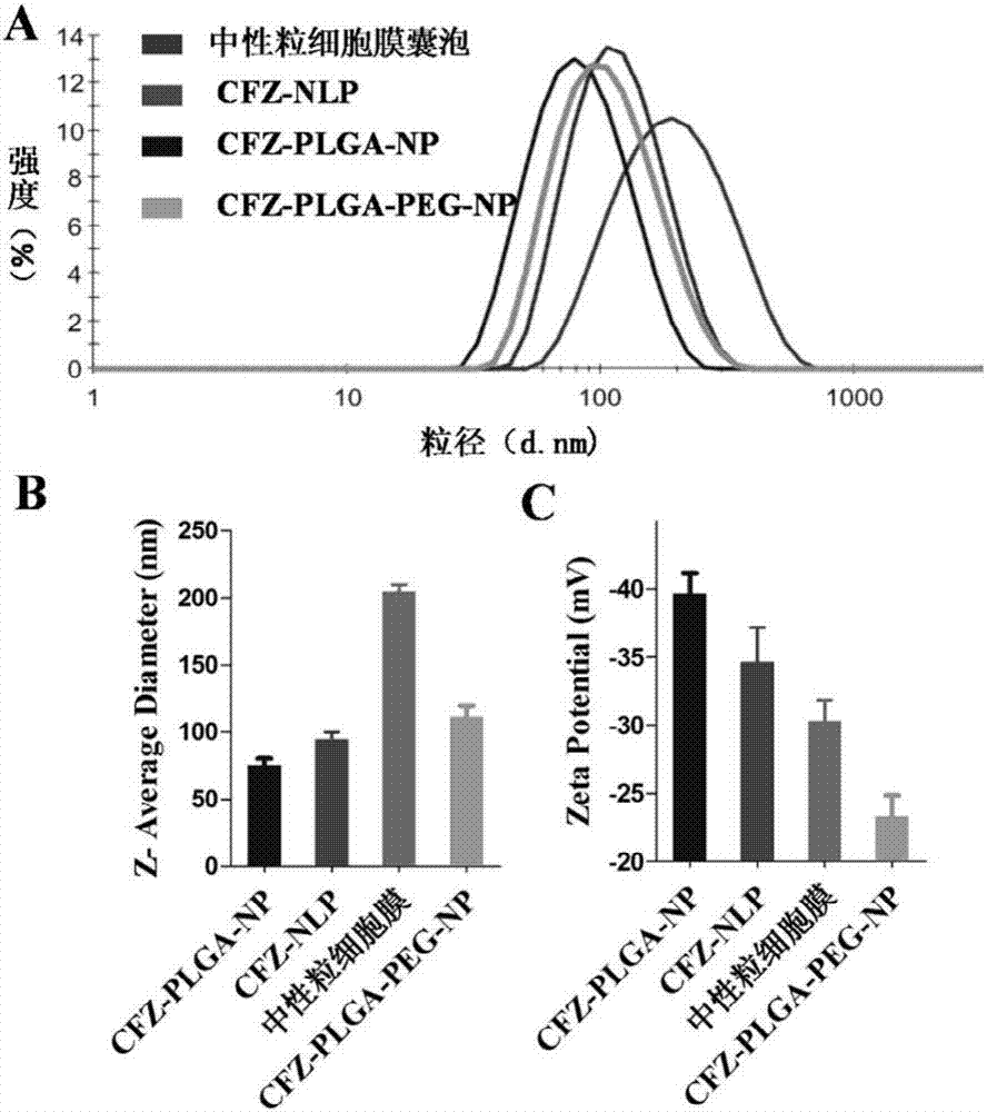 Activated neutrophil membrane coated neutrophil like nanoparticles and preparation method