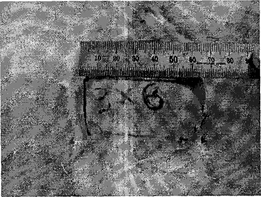 Method for preparing small-sized mammalian skin rolled and avulsed wound model