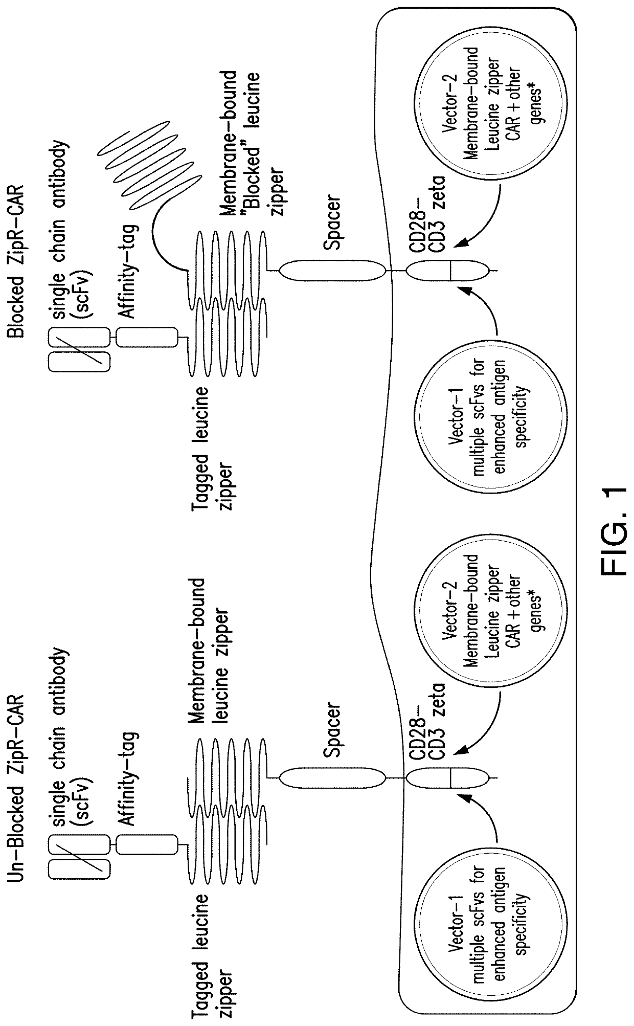 Leucine zipper-based compositions and methods of use