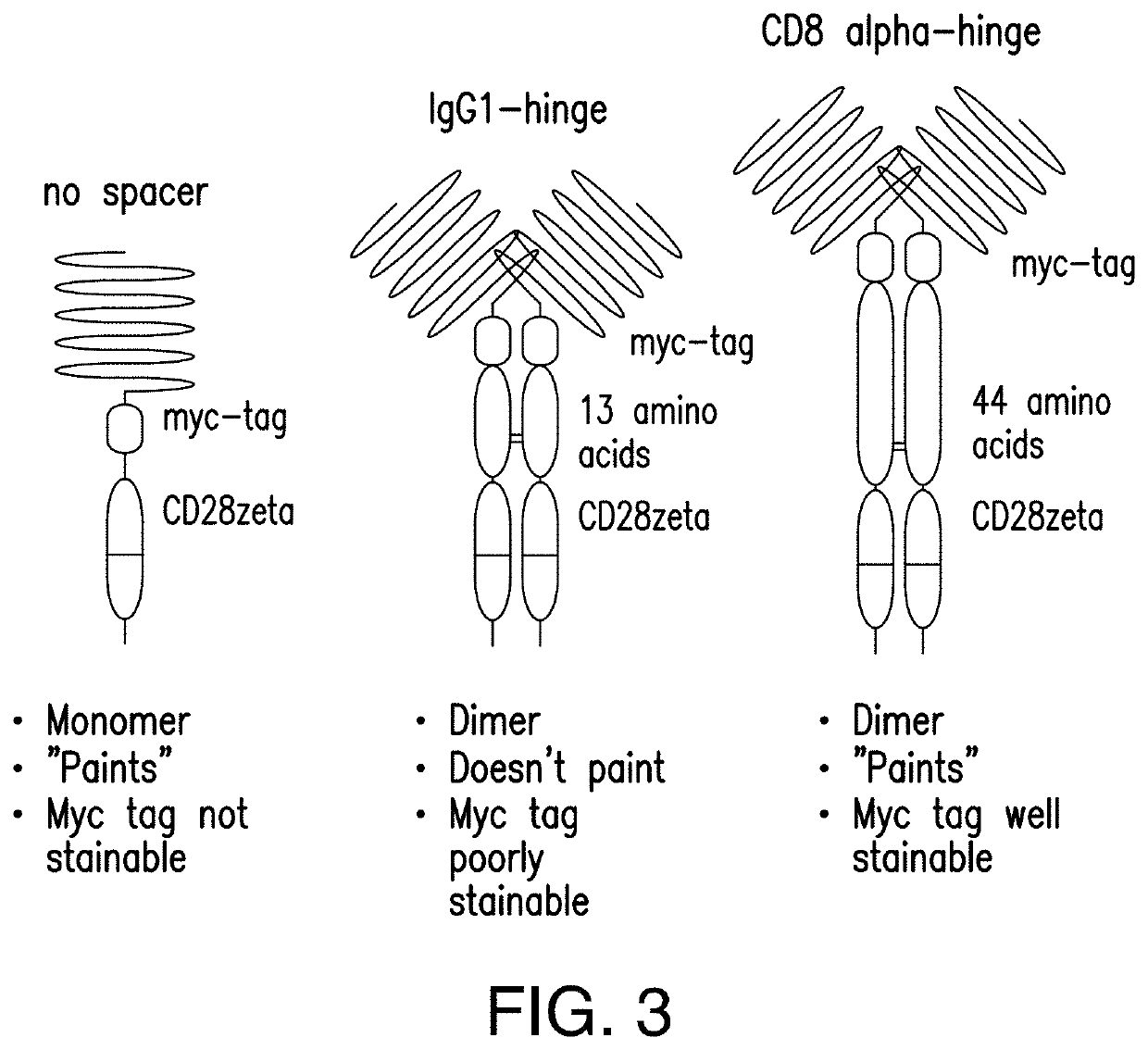 Leucine zipper-based compositions and methods of use