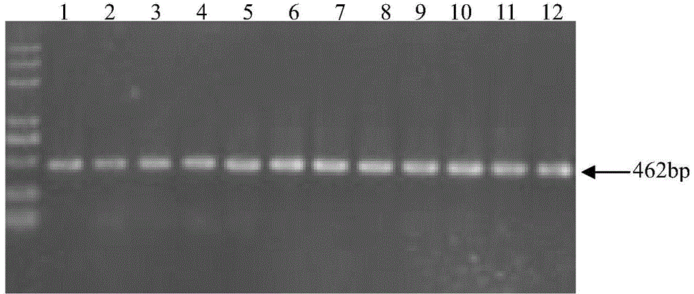 SNP marker associated with pig growth rate, and applications thereof