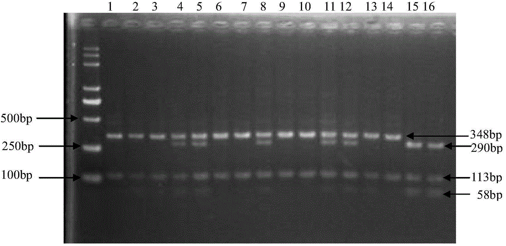 SNP marker associated with pig growth rate, and applications thereof