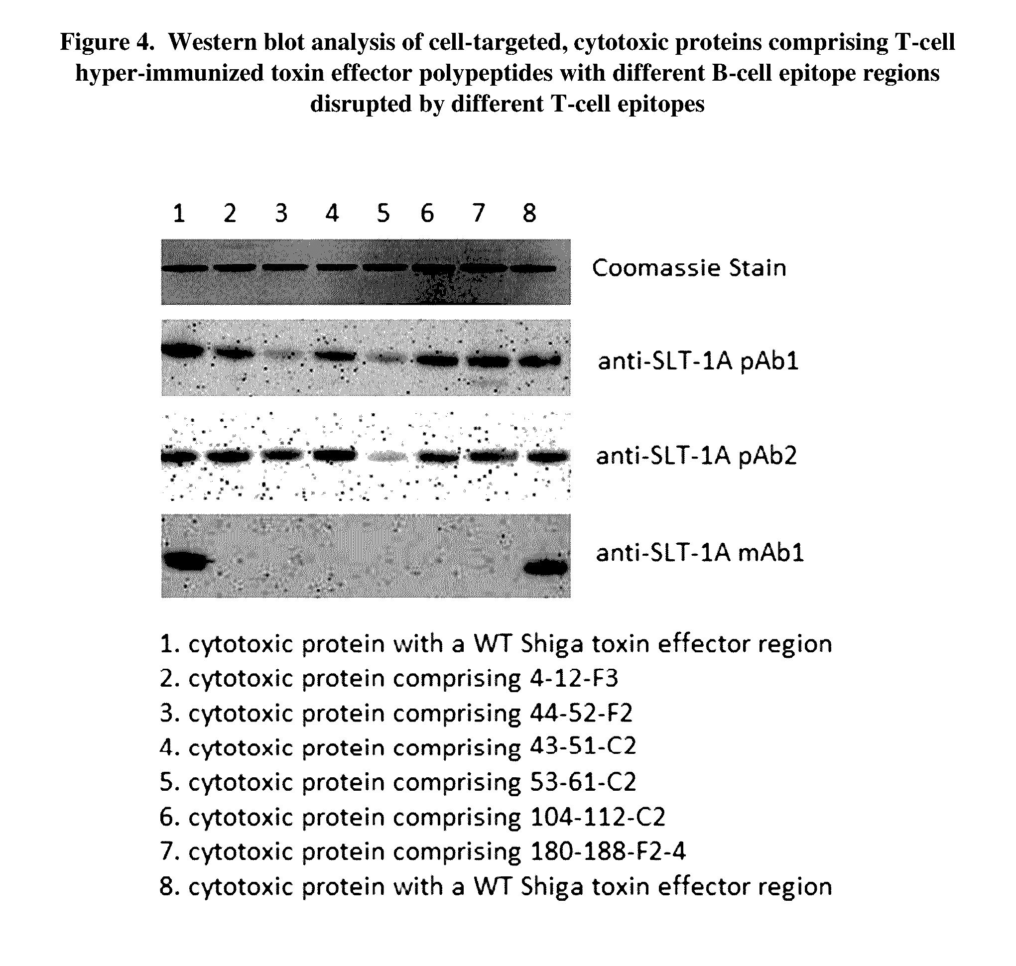 Mhc class i epitope delivering polypeptides and cell-targeted molecules for direct cell killing and immune stimulation via mhc class i presentation and methods regarding the same