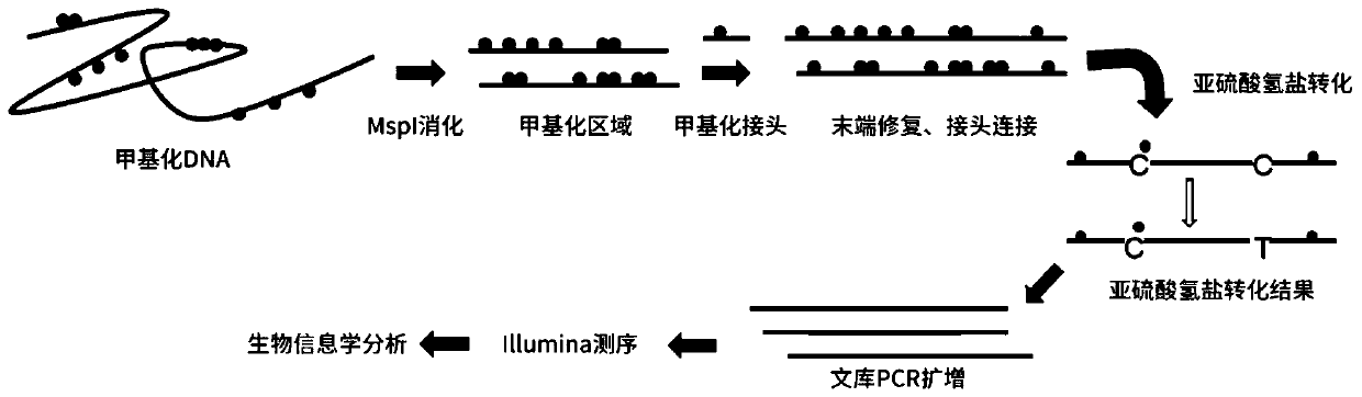 Method for constructing multiple single-cell simplified representative methylation library based on Illumina sequencing platform