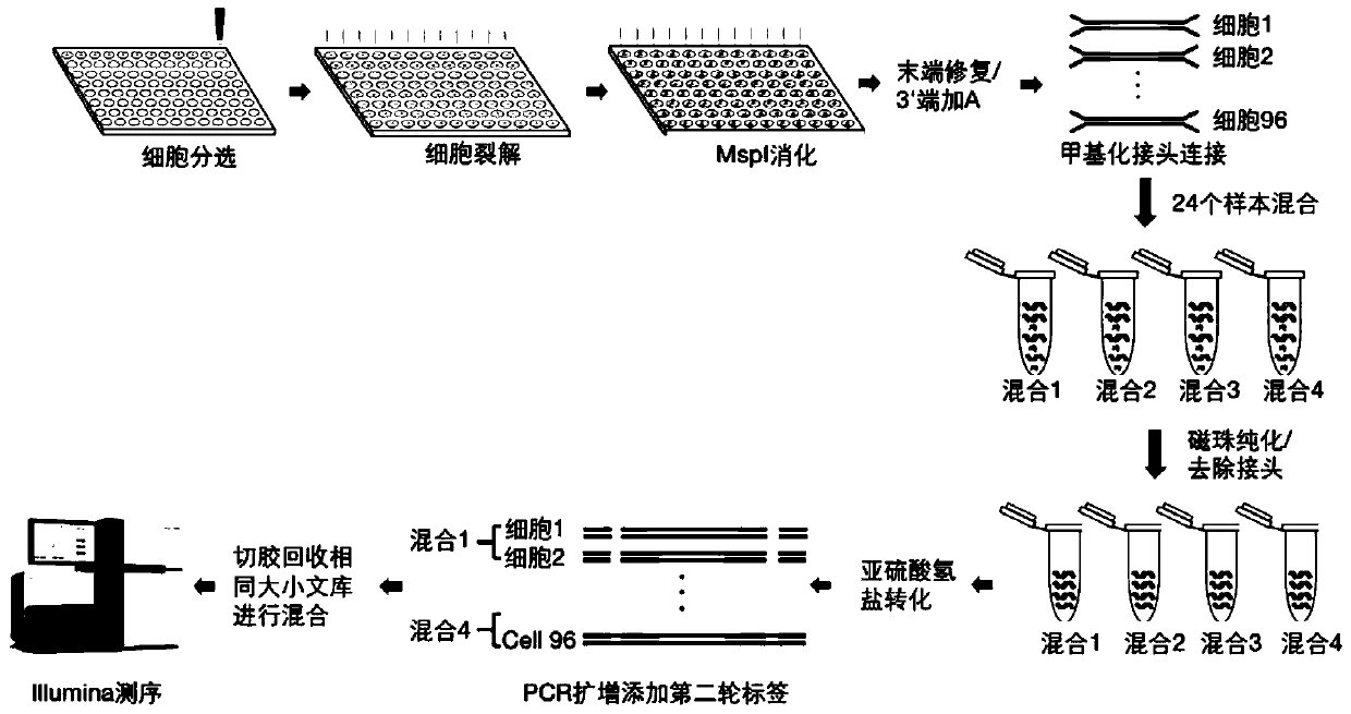 Method for constructing multiple single-cell simplified representative methylation library based on Illumina sequencing platform