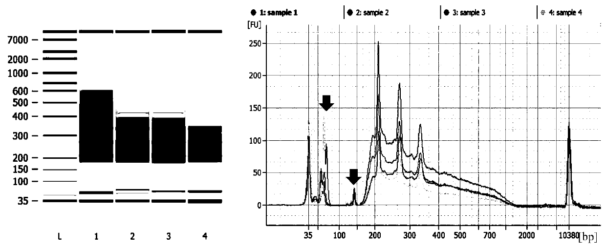 Method for constructing multiple single-cell simplified representative methylation library based on Illumina sequencing platform