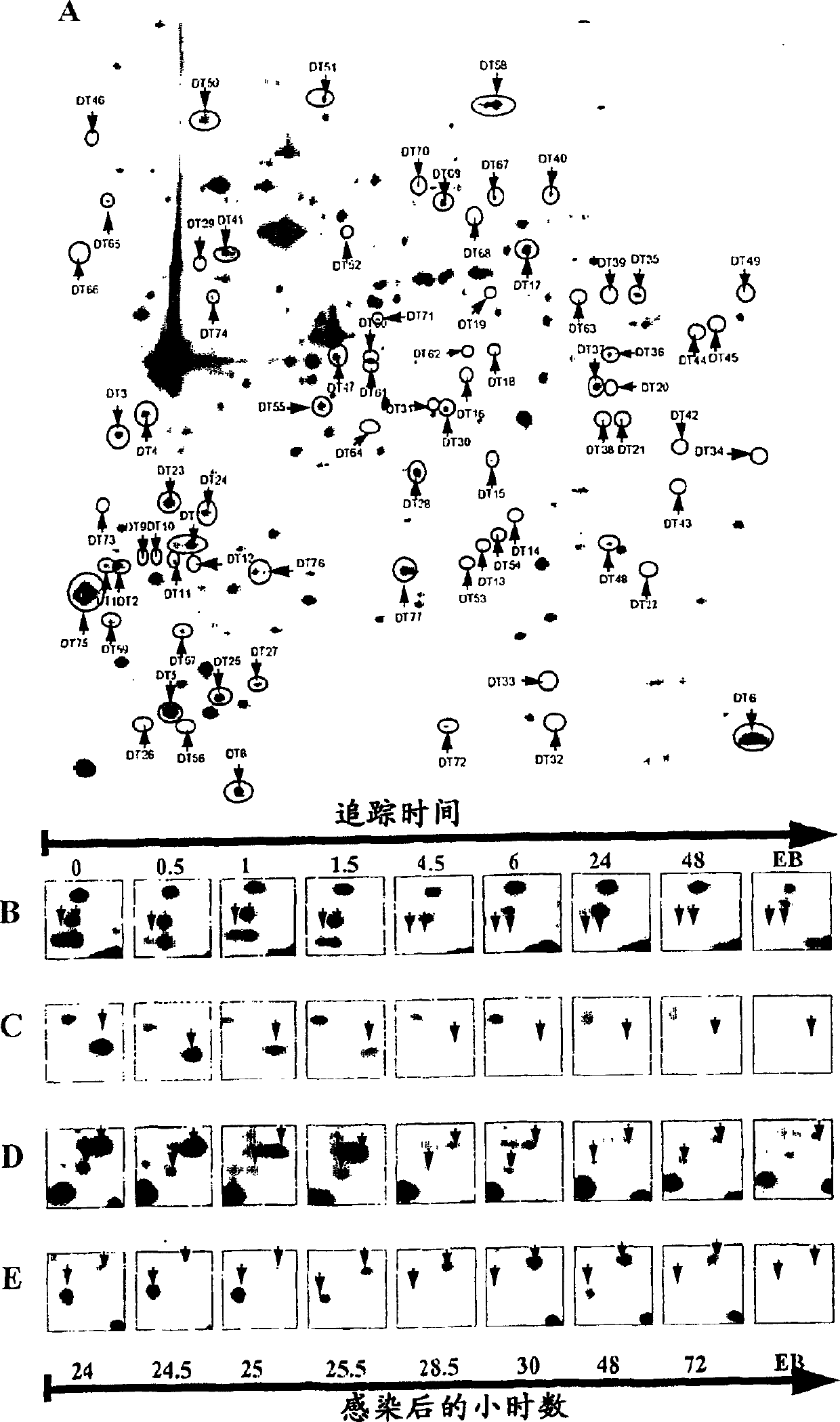 Method for identification of proteins from intracellular bacteria