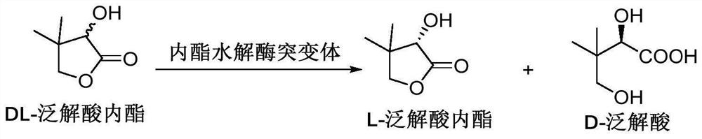 Lactone hydrolase mutant and application thereof