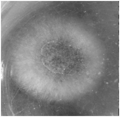 Fermentation preparation and application of Chaetomium globosum dextranase