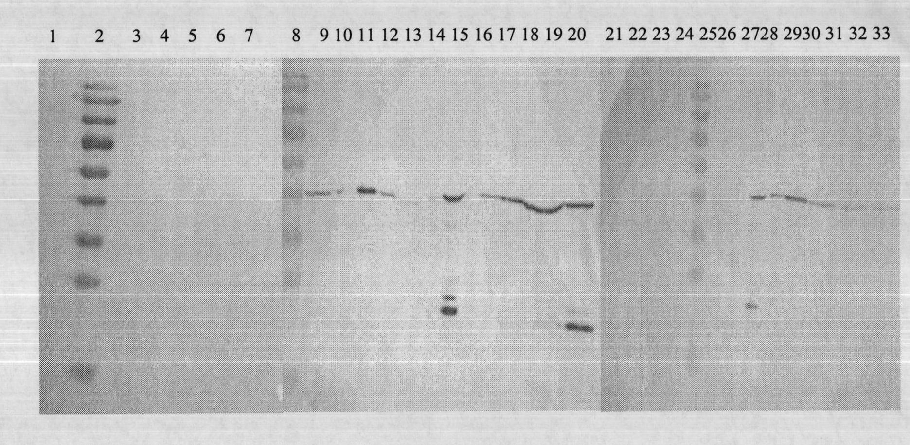 Pichia pastoris for expressing rotavirus expression particles as well as preparation method and application of pichia pastoris