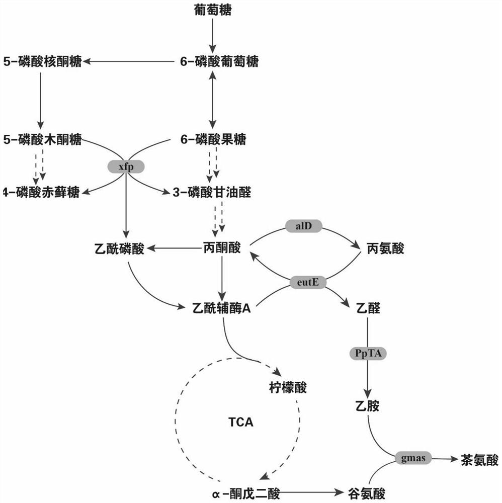 Genetically engineered bacterium for producing L-theanine by utilizing glucose de novo fermentation, method and application