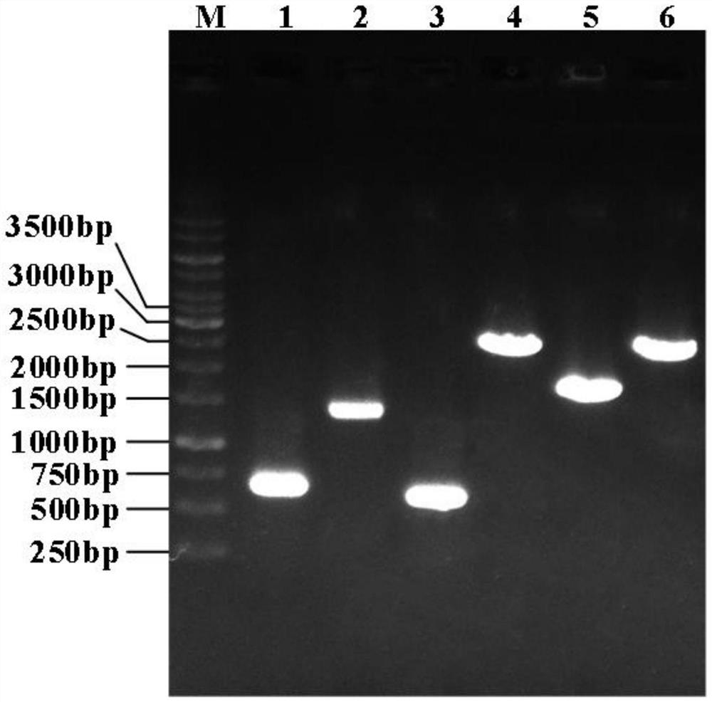 Genetically engineered bacterium for producing L-theanine by utilizing glucose de novo fermentation, method and application