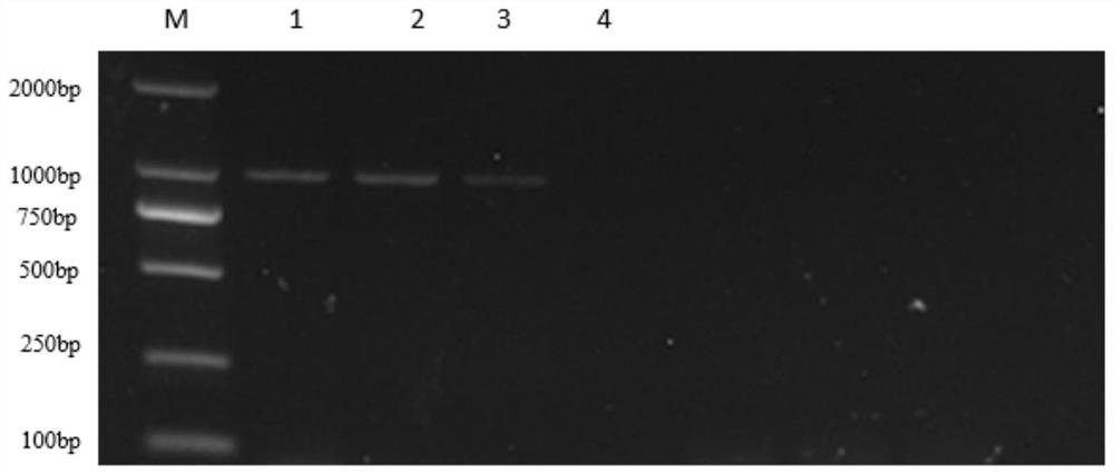 Multiplex PCR detection primer set, method and kit for avian pathogenic Escherichia coli etc.