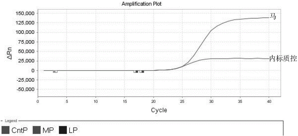 Donkey-derived and horse-derived nest-type fluorescent PCR detection primer in donkey-hide gelatin, probe composition, kit, detection method and application