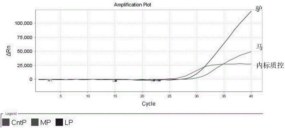 Donkey-derived and horse-derived nest-type fluorescent PCR detection primer in donkey-hide gelatin, probe composition, kit, detection method and application