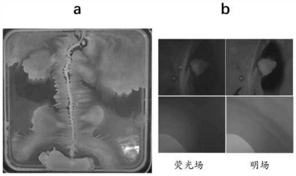 Plant growth-promoting complex microbial inoculant produced based on ecological relationship among strains and application thereof