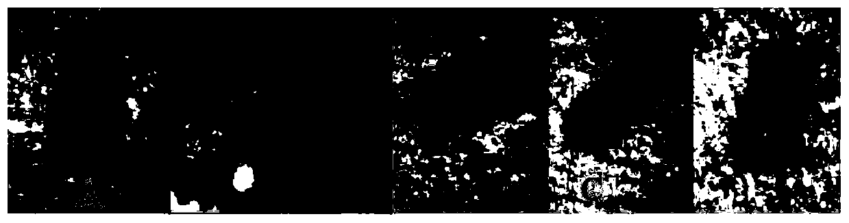 Method for evaluating reproductive toxicity of organic solvent by utilizing drosophila melanogaster