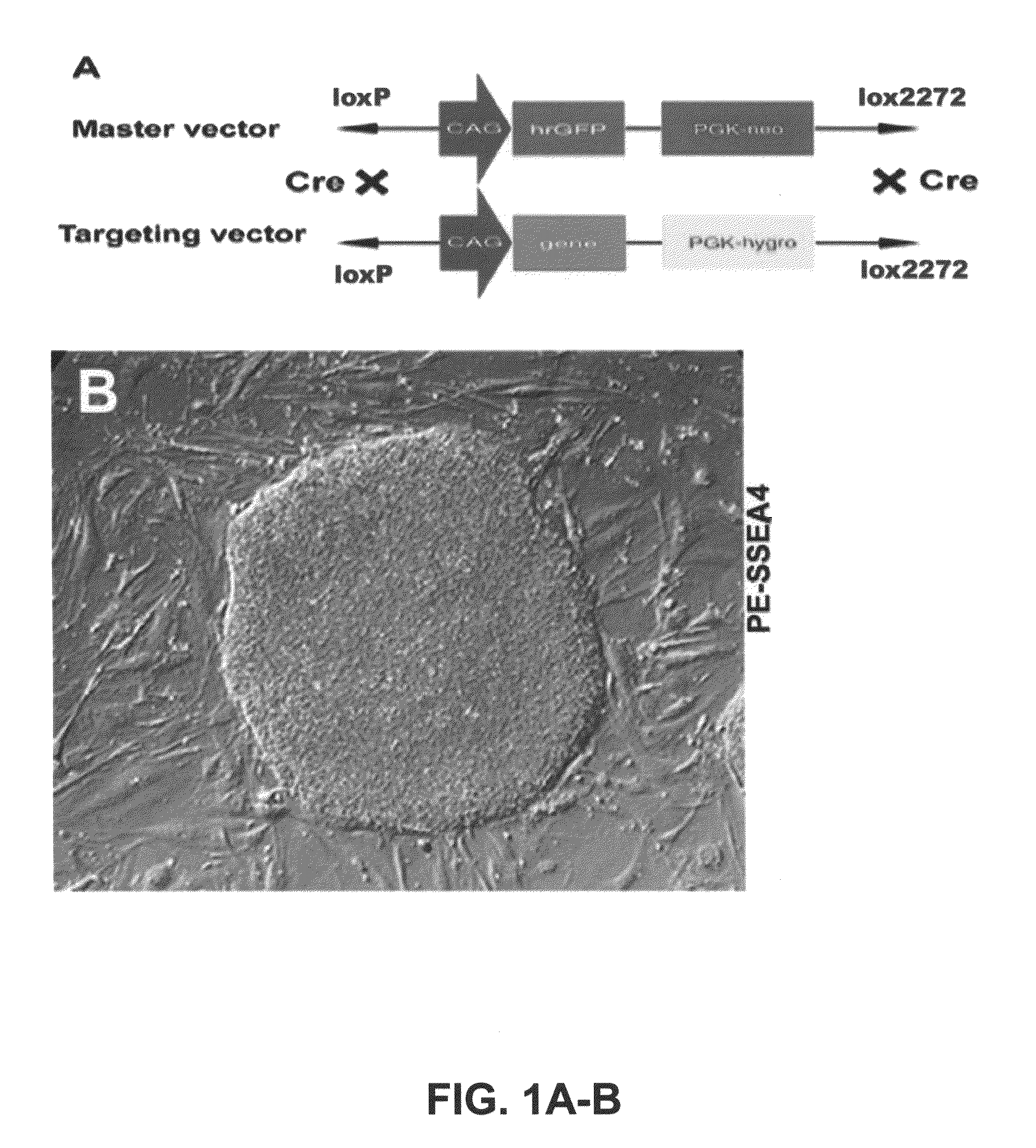 Gene recombination exchange system for stable gene modification in human ES cells